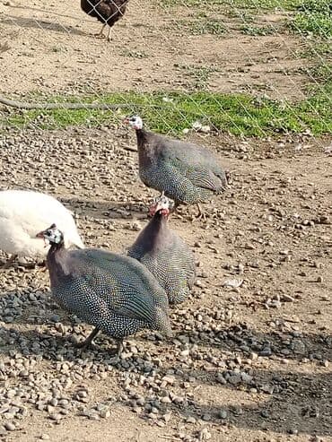 Inəklər, öküzlər: Toyuq, Damazlıq, Ödənişli çatdırılma — 6