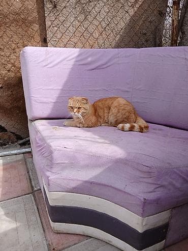 С/х животные и товары: Сиамская, Самец, В добрые руки, Платная доставка — 3