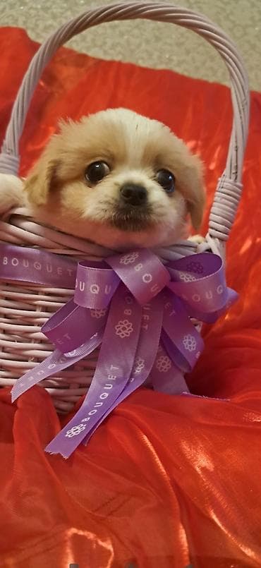 Птицы: Пекинес, 2 месяца, Самец — 2