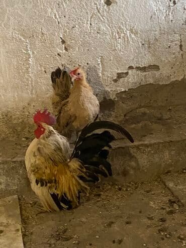 hinduska yumurtasi nece gune cixir: Toyuq, Damazlıq, Ödənişli çatdırılma — 5