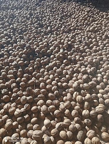 alikantar parca satisi: Qarışığ qozdu 250 300 kilo olar isdiyən buyursun sonu 3.50 m — 3