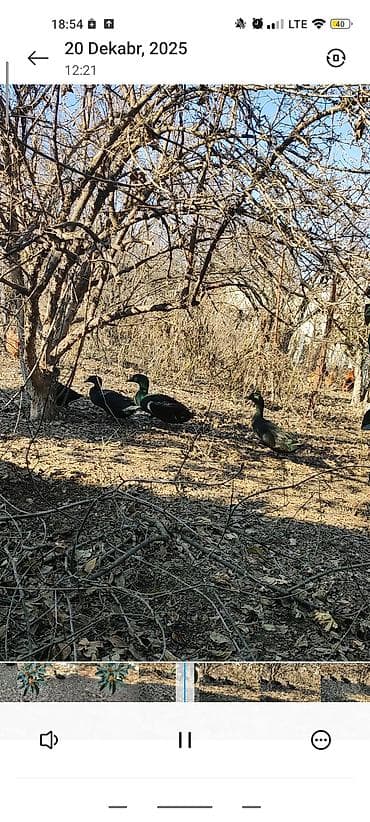 cins qaz: Kayuqalar tam saglam 2 erkek 2 disi
qiymet 110 azn — 4