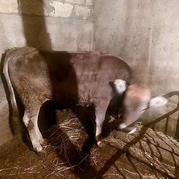 sarı dana: Saglam dana — 3