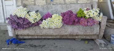 gül toxumlari: Xrizantema buketləri – müxtəlif rənglərin qarışığı - 11 ədəd — 2