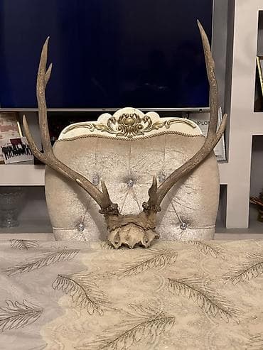 Dekorativ maral buynuzu kəllə sümüyü ilə birlikdə - Təbii maral