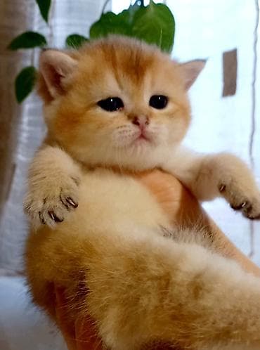 Britan, Erkək, Dişi, Yaxşı əllərə, Ünvandan götürmə