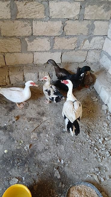 jersey cinsi: Salam öz qapımın sağalm yumrtar heyvanlarıdır - Növlər — 2