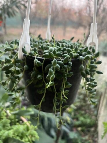 aloe vera satışı: Her nov guler var endirimnen verecem Gencedi istiyen yazsin satiş — 58