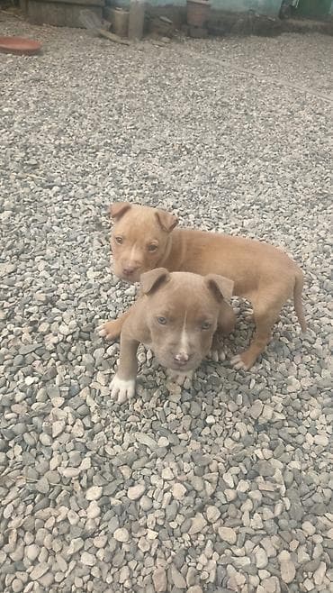 alabaý itleri: Pitbul, 2 ay — 2