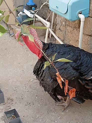 ari satisi: Damazlıq erkek hinduşka satılır — 3