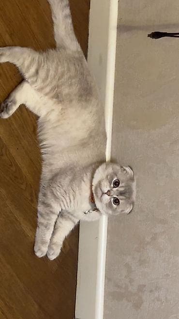 Собаки: Шотладская вислоухая — 2