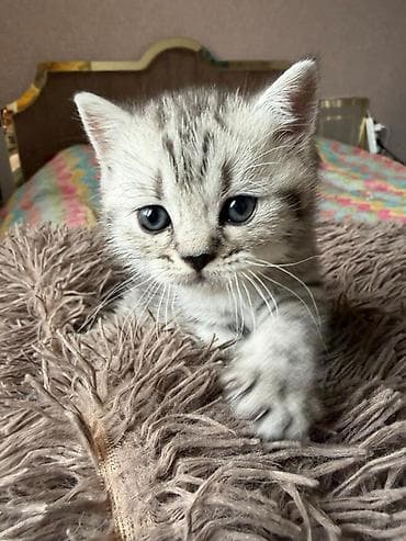 bere ceken: Tabbi, Pulsuz çatdırılma — 2