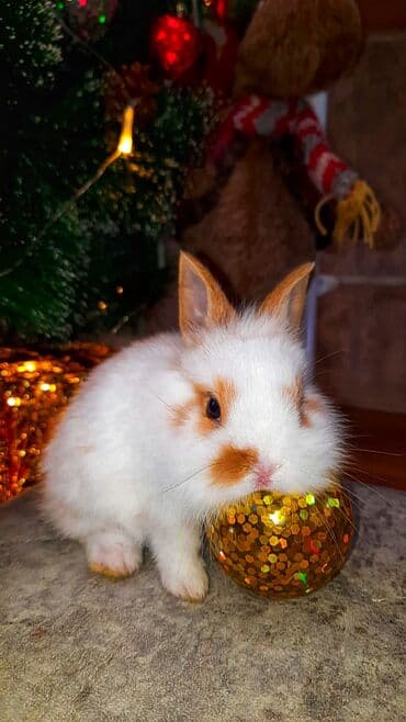 Karlik dovsan boyumeyen cox gozeldi evde baxilib ter temizdi ustunde