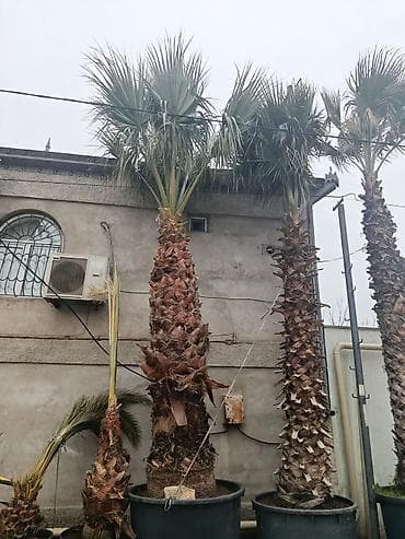 palma sekas: Dekorativ palma ağacları – iri ölçülü, hündürlüyü 4-5 metr qablarda — 1