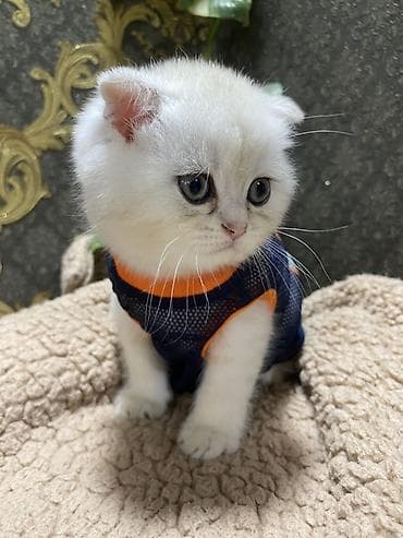 pisik esyalari: Şotland yastı qulaq — 2