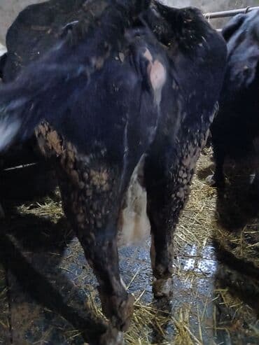 Toyuqlar: Qısırdı balası yoxdu - Cins tipi: qara-ağ (yerli südlük istiqamət) - — 2