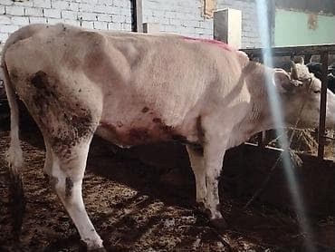 dana satişi: Salam aleykum dogmamiş dügedi kəsgiyə də verilir ayaq üstə də satilir — 2