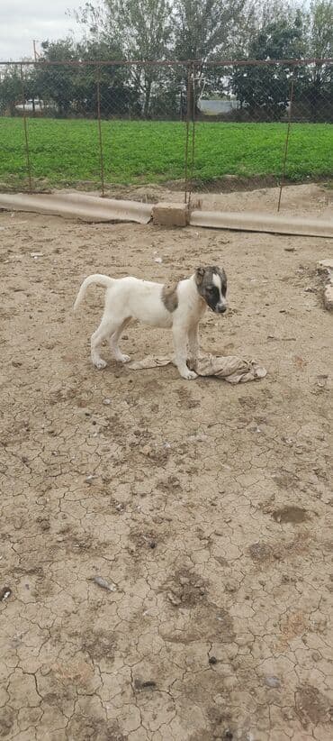 it şəkiləri: 4 ay, Erkek, Ünvandan götürmə — 2