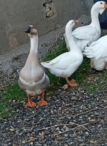 Erkək, Damazlıq, Ünvandan götürmə