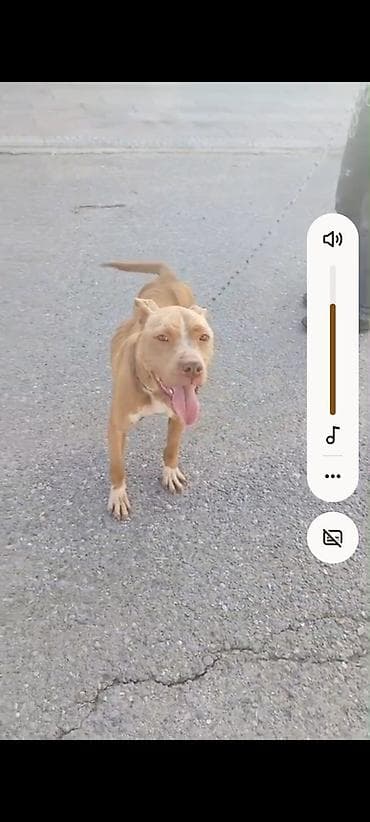 kangal satisi: Pitbul, 2 il, Dişi, Ünvandan götürmə — 5