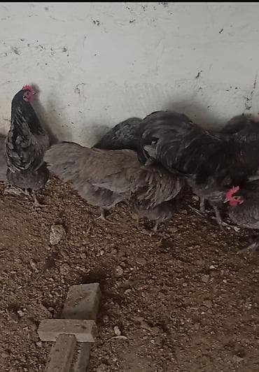 mal satisi: Xoruz, il: 1, Ödənişli çatdırılma — 2