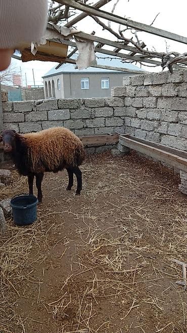 qoyun sortlari: 1 yaş 1 aylıq təmiz qala cinsi Erkey super qoyun sürürür yeməyinə söz — 1