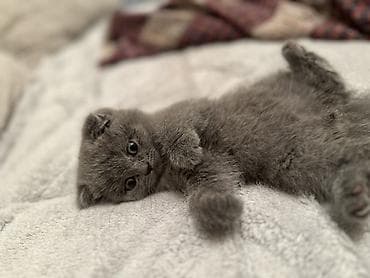 Akvariumlar: Şotland yastı qulaq, Dişi, Yaxşı əllərə, Ünvandan götürmə — 4