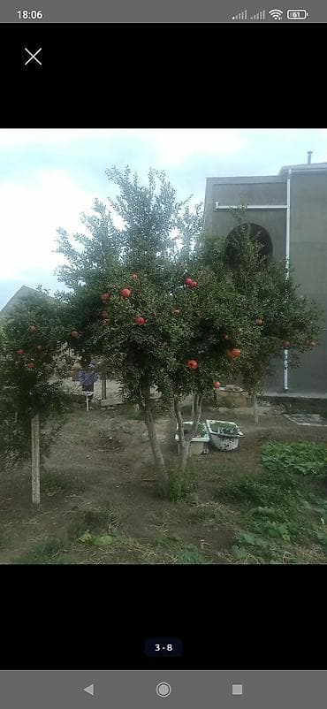 Calaq İnnab, şirin nar agaci 15 illik. və 2 illik novxani əncir