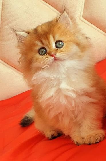 gence heyvanlar: Erkək, Ünvandan götürmə — 2