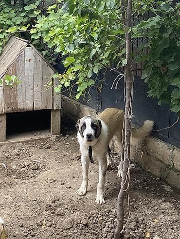 Qafqaz çoban iti, 7 ay, Erkek, Peyvəndli, Ünvandan götürmə — 2