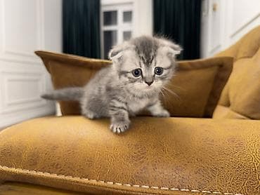 Pişiklər: Britan — 4