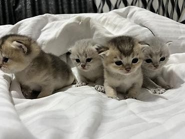 Pişiklər: Britan — 3