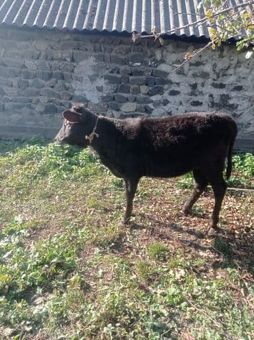 ətlik inək: Süd və ət istiqamətli iribuynuzlu heyvanlar - Boz rəngli inək: sakit — 6