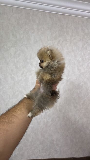 it yuvasi: Şpitz, 2 ay, Erkek — 6