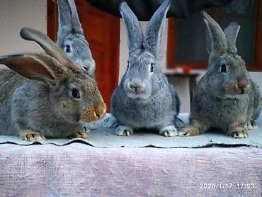 heyvan qirxan: FLANDR (Belçika nəhəngi) – İri ölçü, yüksək gəlir! Təmiz qanlı Flandr — 8