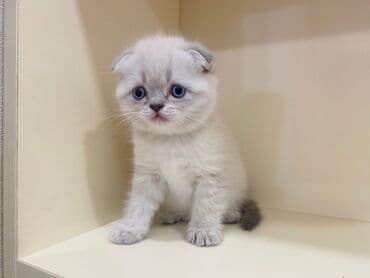 Balıqlar: Britan yastı qulaq, Erkək, Dişi, Yaxşı əllərə, Ünvandan götürmə, Pulsuz çatdırılma, Ödənişli çatdırılma — 2