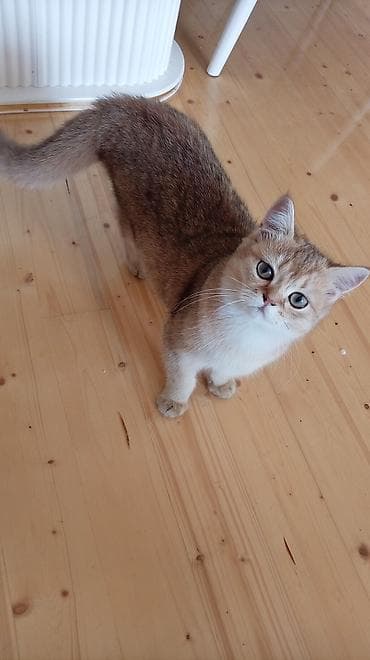 Qızıl şinşilla, Dişi lalafo.az -da Qızıl şinşilla, Dişi