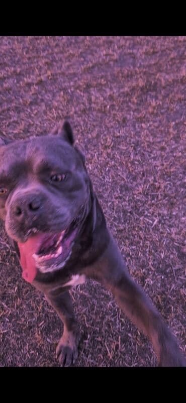 arpa toxumu satışı: Kane-Korso, 3 ay, Erkek, Ödənişli çatdırılma — 1