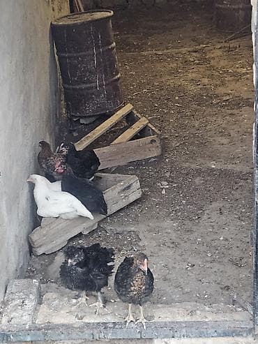 it tuklu: Satılır: avstrolop 2 aylıq 6 ədədi. Məhsul təsviri: - Şəkillərdə — 2