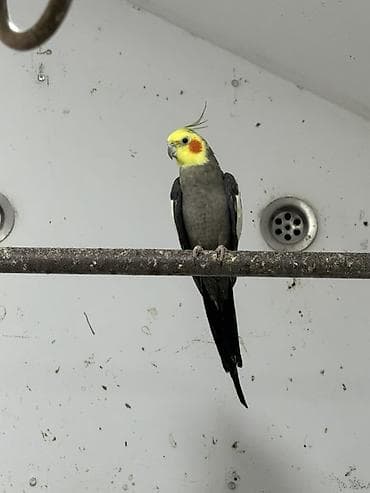 Karela ekeydiler tam sağlam 3 de ekeydi Hec bir prablemi yoxdu 1 lalafo.az -da Karela ekeydiler tam sağlam 3 de ekeydi Hec bir prablemi yoxdu 1