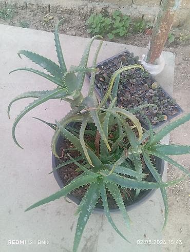 Aloye (Aloe vera) – böyük plastik dibçəldə çoxgövdəli nümunə - Bitki — 2