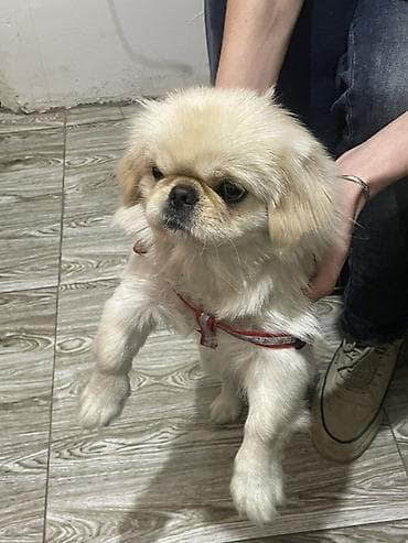 Digər heyvanlar: Pekines — 3