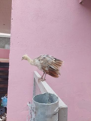 qus qefes: Salam tovuzquşu balalari satilir. 1 ededi 40 manata — 6
