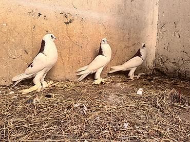 Məhsul: Qanadlı ev heyvanı – saqqallı, lələkləri ayaqlı bəzəkli