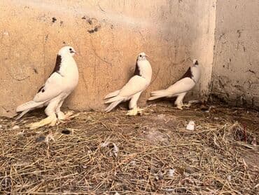 ucuz goyərcinlər: Məhsul: Qanadlı ev heyvanı – saqqallı, lələkləri ayaqlı bəzəkli — 5