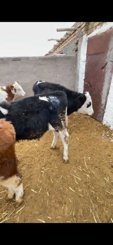 Atlar: Satışda – müxtəlif rənglərdə və yaşlarda dana qrupı. Xüsusiyyətlər: - — 9