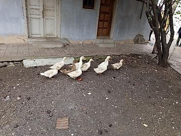 lal ordək yumurta: Satış: salam səsli ördək 3 xoruz 7 fərə 10 ədəd bir ədədi 12 manat — 2