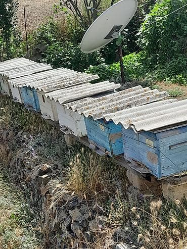 47 Arı ayləsi 11 ramkalı balnan və yeşkinən bir yerdə kom şəklidə — 1