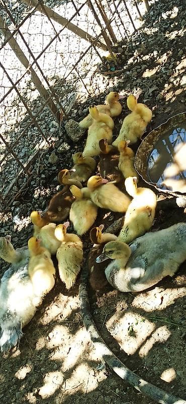 Məhsul: Ördək balaları (Muscovy/indo-ördəyi cinsli balalar) Təsvir: -