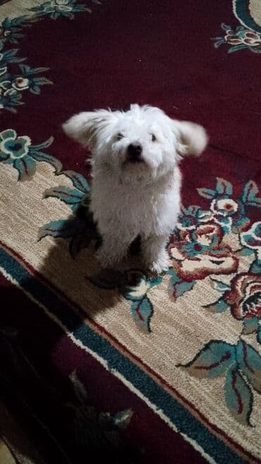 Bolonka, 6 ay, Erkek, Peyvəndli, Ünvandan götürmə